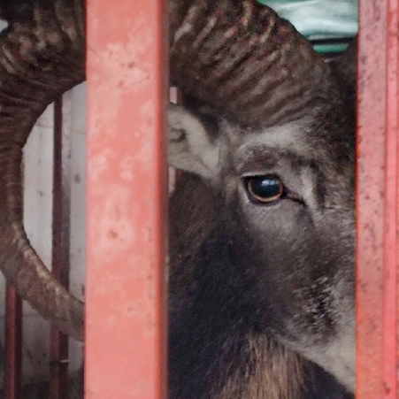 Mouflon captured with a snare