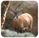 Mouflons of Giglio, IUCN Red List