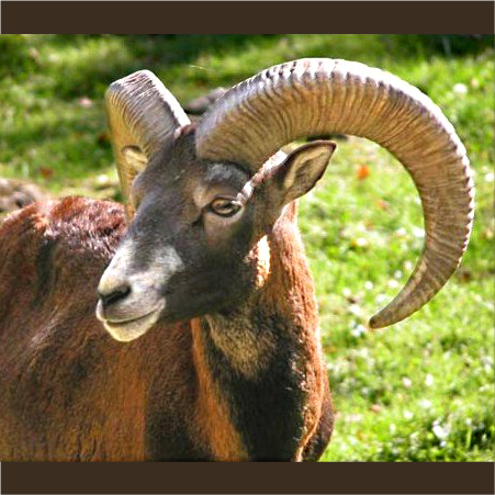 Mouflon, Slaughter of mouflon severe environmental damage