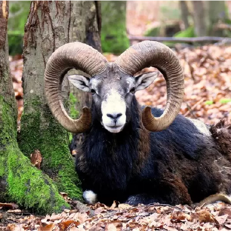 Mouflon, Slaughter of mouflon severe environmental damage