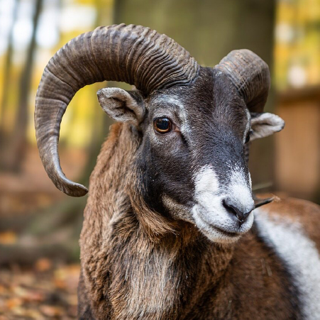 Mouflon Slaughter, Environmental Disaster