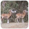 Two male mouflons in the historic reserve