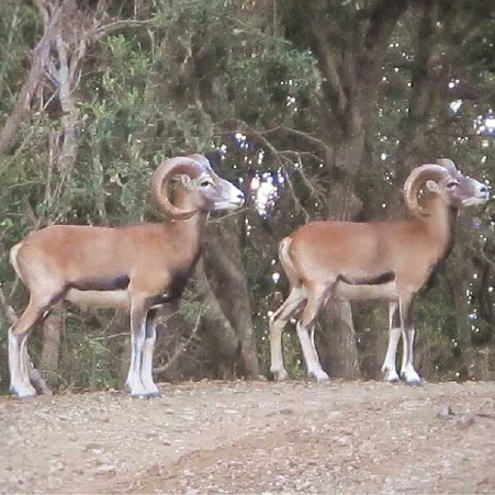 Due mufloni nella storica riserva del Franco all'Isola del Giglio