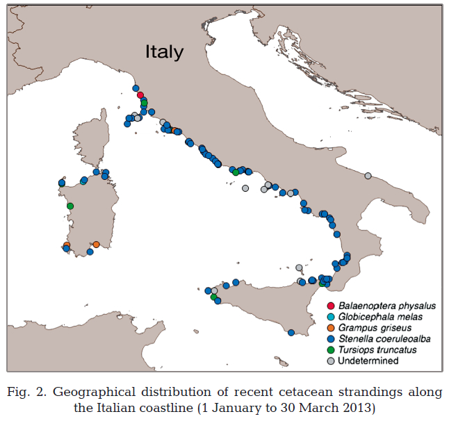 Geographic distribution of Cetacean beachings in Italy