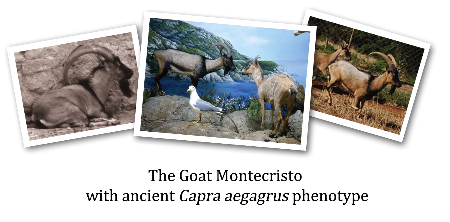 The Goat of Montecristo, Capra aegagrus