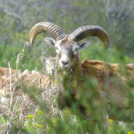 Mouflon in Natural Habitat