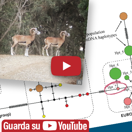 Mouflon of Giglio Island - Genetics Demonstrate they are the Missing Link