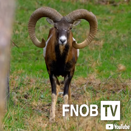 Muflone - FNOB TV