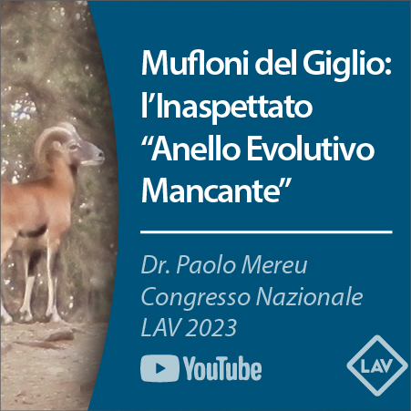 Mouflon of Giglio - The Scientific Study on Gentics
