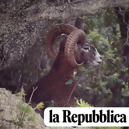 Mouflon nel Bosco - Repubblica
