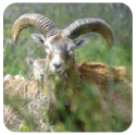 Mouflon in field