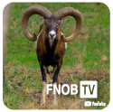 Mouflon FNOB TV