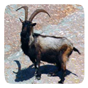New Museum of Montecristo and Montecristo Goat
